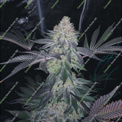 Top Shelf Elite Seeds Gucci Dream Feminized